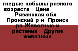 гнедые кобылы разного возраста › Цена ­ 85 000 - Рязанская обл., Пронский р-н, Пронск рп Животные и растения » Другие животные   